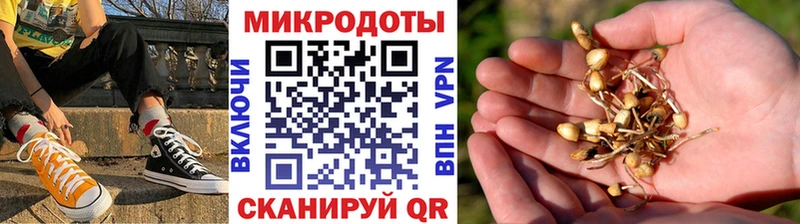 Псилоцибиновые грибы Psilocybe Искитим